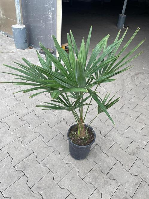 Trachycarpus waaierpalm, 90cm, winterhard tot -15 graden, Tuin en Terras, Planten | Tuinplanten, Overige soorten, Halfschaduw