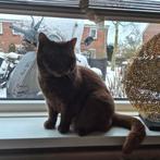 Cinnamon brits korthaar!, Poes, Gechipt, 3 tot 5 jaar