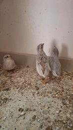 Te koop trio zilver dwerg kwartels, Meerdere dieren, Tropenvogel