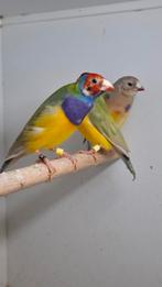 Gouldamadines, Mannelijk, Tropenvogel, Geringd