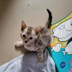 Snow lynx kitten te koop, Dieren en Toebehoren, Kater, Ontwormd, 0 tot 2 jaar