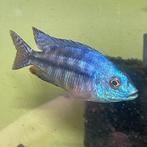 Gezocht een koppel Protomelas taeniolatus shiny, Dieren en Toebehoren, Vissen | Aquariumvissen, Vis