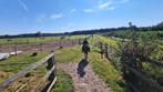 paardenhotel & buitenrit met leenpaard en gids, Dieren en Toebehoren, Stalling en Weidegang, Stalling, 4 paarden of pony's of meer