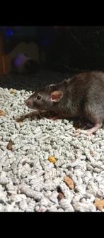 Jonge mannen ratjes (Dumbo/rex/gladhaar), Dieren en Toebehoren, Knaagdieren, Rat, Mannelijk, Tam, Oktober