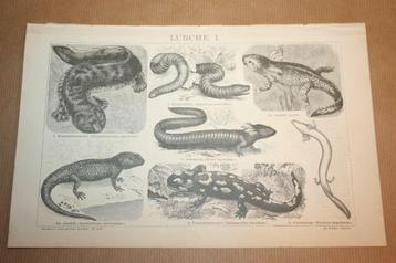 Antieke prent - Salamanders, Axolotl etc. - Ca 1885 !! beschikbaar voor biedingen