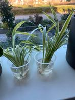 5x Volwassen graslelie met grote wortels (€1,- p.s.), Huis en Inrichting, Kamerplanten, Ophalen, Overige soorten, Halfschaduw