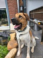 Reu Tigo herplaatser, adoptie hond, asielhond, Dieren en Toebehoren, Particulier, Rabiës (hondsdolheid), Reu, 1 tot 2 jaar