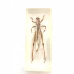 Sprinkhaan in hars, Verzamelen, Ophalen of Verzenden, Nieuw, Insect, Opgezet dier