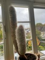 Cactus, Ophalen, Cactus, Volle zon, Minder dan 100 cm