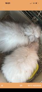 Teddy widder konijntjes. 2 vrouwtjes , 1 mannetje, Dieren en Toebehoren, Konijnen, Meerdere dieren, Klein, Hangoor, 0 tot 2 jaar