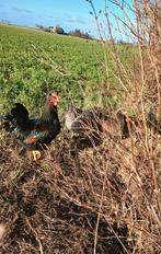 Mooie Barnevelder haan, Dieren en Toebehoren, Pluimvee, Mannelijk, Kip