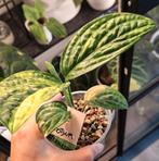 Monstera Karstenianum Variegata, Ophalen of Verzenden, Overige soorten, Minder dan 100 cm