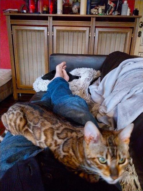 Bengaal poes Top stamboom zoekt nieuwe cattery, Dieren en Toebehoren, Katten en Kittens | Raskatten | Korthaar, Poes, 0 tot 2 jaar