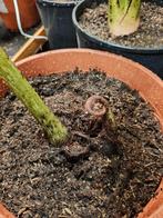 Angiopteris evecta., Vaste plant, Varens, Ophalen of Verzenden, Halfschaduw