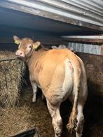 Blonde vaars, Dieren en Toebehoren, Vrouwelijk