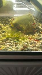 Garnalen red sakura’s 1.25€ per stuk