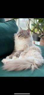Ervaren Ragdol Dekkater (niet te koop/not for sale), Dieren en Toebehoren, Katten en Kittens | Dekkaters