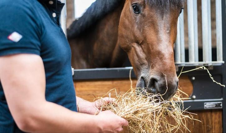 Top kwaliteit hooi, Dieren en Toebehoren, Dierenvoeding, Vee, Ophalen of Verzenden