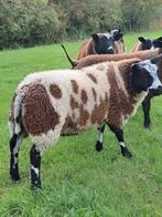 Luxe bonte rammen lammeren ramlammeren dekrammen dek, Dieren en Toebehoren, Schapen, Geiten en Varkens, Mannelijk, Schaap, 0 tot 2 jaar
