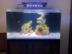 Blue marine 160, Ophalen of Verzenden, Zo goed als nieuw, Gevuld zeewateraquarium