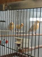 3 kanaries  10 euro stuk, Dieren en Toebehoren, Vogels | Kanaries, Mannelijk, Kleurkanarie