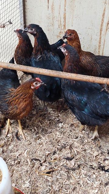 Jonge boeren leghennen beschikbaar voor biedingen