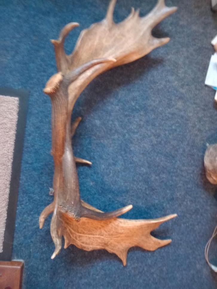 Groot Hertengewei-koeienhorens-Hertentoffels, Verzamelen, Dierenverzamelingen, Gebruikt, Gewei of Kop, Hert, Ophalen of Verzenden