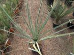 Yucca baccata te koop Palmexpert bomen- en plantencentrum, In pot, Minder dan 100 cm, Zomer, Overige soorten