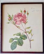 Botanische tekeningen, Ophalen