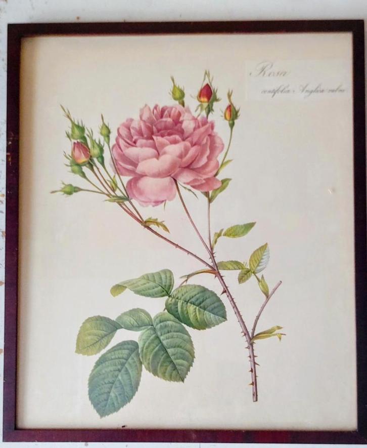 Botanische tekeningen, Antiek en Kunst, Kunst | Tekeningen en Foto's, Ophalen