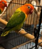 agapornis, Dieren en Toebehoren, Vogels | Parkieten en Papegaaien, Geslacht onbekend, Dwergpapegaai of Agapornis