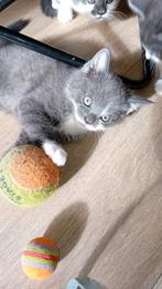 1kitte  kruising Europese kat Britsekorthaar tekoop, Dieren en Toebehoren, Katten en Kittens | Overige Katten, Meerdere dieren