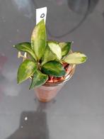 Hoya Lacunosa tricolor bruno stekje., Ophalen of Verzenden, Halfschaduw, Minder dan 100 cm