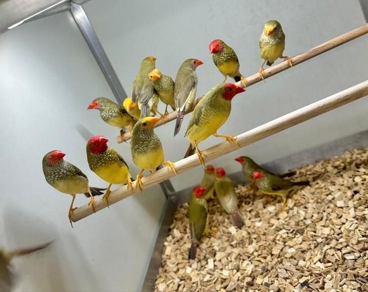 Binsenastrilde pop, Dieren en Toebehoren, Vogels | Overige Vogels, Meerdere dieren