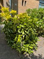 Diverse bloemen en planten, Tuin en Terras, Planten | Tuinplanten, Ophalen, Zomer, Overige soorten, Volle zon