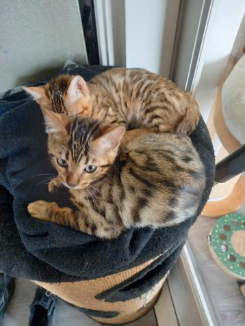 Bengaal kittens  beschikbaar voor biedingen
