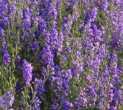 Tuinridderspoor, Tuin en Terras, Planten | Tuinplanten, Eenjarig, Overige soorten, Volle zon, Zomer, Ophalen