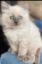 Ragdoll kittens met stamboom, Meerdere dieren, Met stamboom