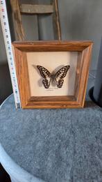 Opgezette vlinder in lijstje, Ophalen of Verzenden