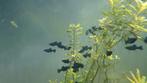 Mooie jonge black molly sailfins, Dieren en Toebehoren, Vissen | Aquaria en Toebehoren, Ophalen, Zo goed als nieuw, Plant(en), Steen of Hout
