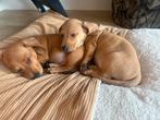 Blond reutje - dwergteckel pup  🏡🐶, Dieren en Toebehoren, Honden | Teckels en Dashonden, Reu, 8 tot 15 weken, Korthaar, Dwerg