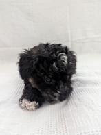 🐾 Unieke YORKIPOO puppy's 🐶🐕, Dieren en Toebehoren, Honden | Chihuahua's en Gezelschapshonden, Poedel, Rabiës (hondsdolheid)