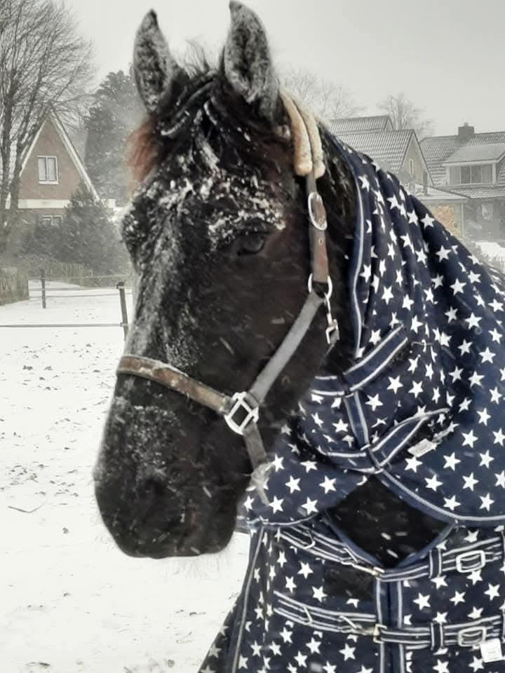 Diverse paardenartikelen, Dieren en Toebehoren, Paarden en Pony's | Hoofdstellen en Tuigage, Overige soorten, Ophalen