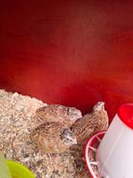 Kwartel hanen natuurbroed, Dieren en Toebehoren, Pluimvee, Mannelijk, Overige soorten