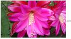 epiphyllum cactus adriana gewortelde stekken, Minder dan 100 cm, Bloeiende kamerplant, Halfschaduw, Ophalen of Verzenden