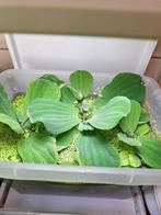 Aquariumplanten drijfplanten XXL mega groot goed voor je ph, Dieren en Toebehoren, Vissen | Aquariumvissen, Overige typen, Zoetwatervis
