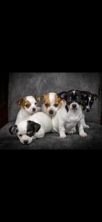 Jackrussel/chihuahua pups, Particulier, Meerdere, 8 tot 15 weken, Meerdere dieren