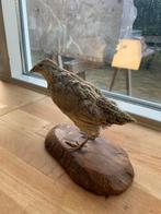 Opgezette patrijs, Ophalen of Verzenden, Gebruikt, Vogel, Opgezet dier