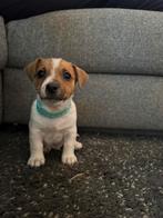 Jack Russel pup reutje 8 weken, Dieren en Toebehoren, Honden | Jack Russells en Terriërs, Jack Russell Terriër, CDV (hondenziekte)