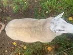dekram texelaar, Dieren en Toebehoren, Schapen, Geiten en Varkens, Mannelijk, Schaap